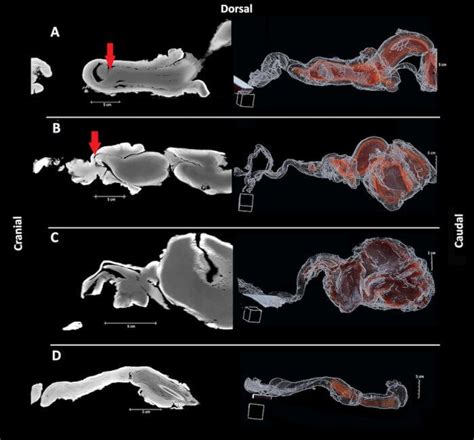 penis baleine|Reproductive System